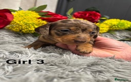 Miniature Dachshund dogs for sale: ❤️ Beautiful Dapple Miniature Dachshund babies ❤️ - Image 11