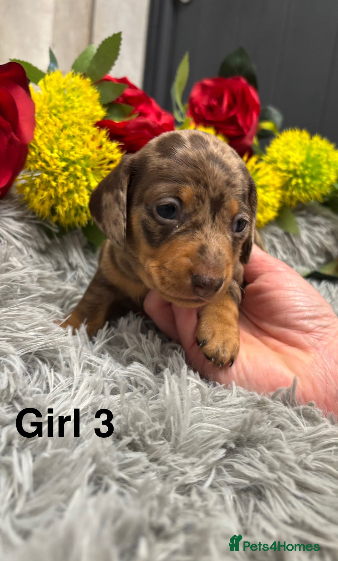 Miniature Dachshund dogs for sale: ❤️ Beautiful Dapple Miniature Dachshund babies ❤️ - Image 11