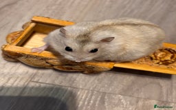 Hamster rodents for sale: Supertamed Russian white dwarf Baby Hamsters - Image 8