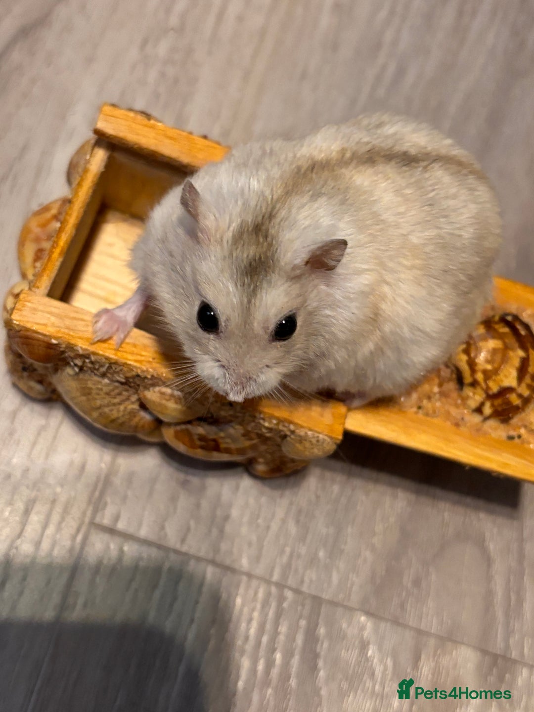 Hamster rodents for sale: Supertamed Russian white dwarf Baby Hamsters - Image 8