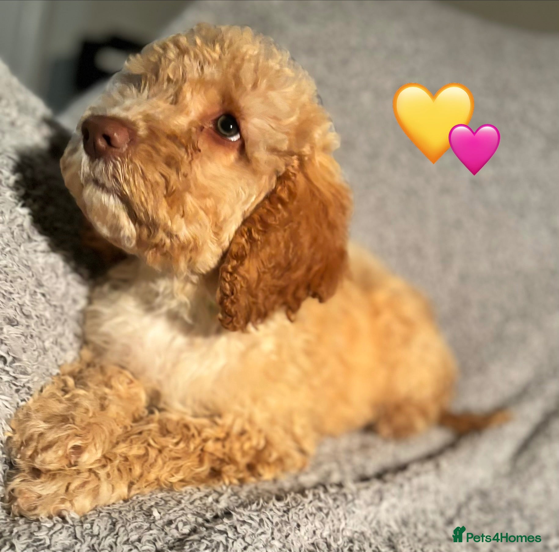 Cockapoo dogs 🐾 Stunning Litter of 8 Cockapoo Puppies! 🐾 - Advert 1