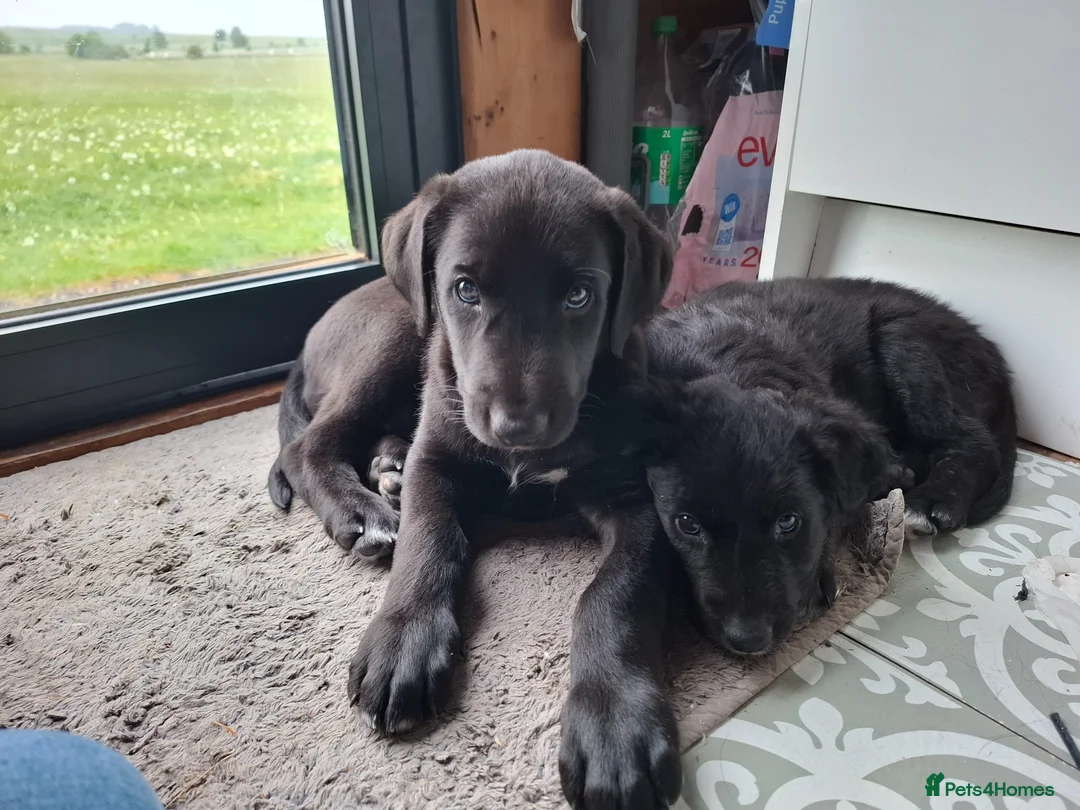 Lurcher dogs for sale: Greyhound x shepherd/collie  in Hungerford - Advert 2