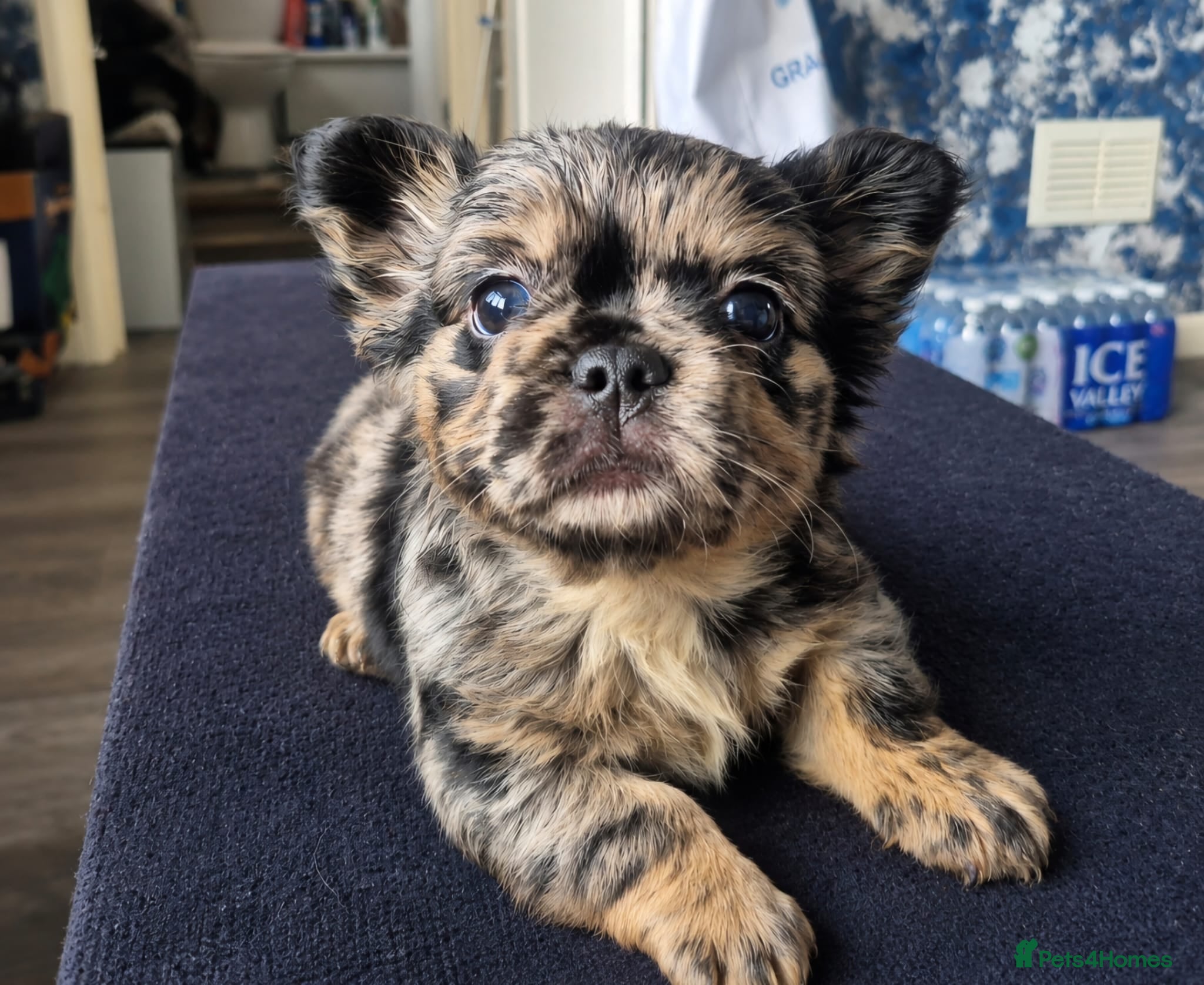 French Bulldog dogs Full fluffy frenchies - Advert 11