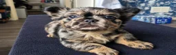 French Bulldog dogs for sale: Full fluffy frenchies in Newport - Advert 1