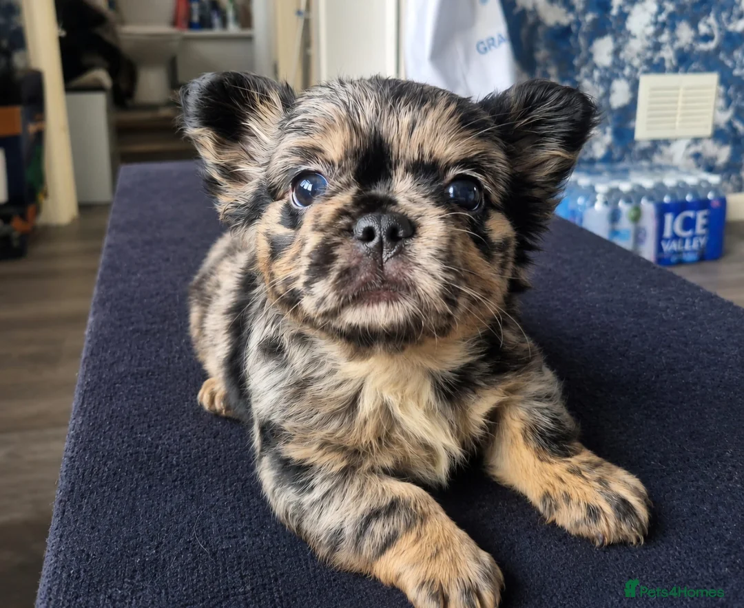 French Bulldog dogs for sale: Full fluffy frenchies in Newport - Advert 1