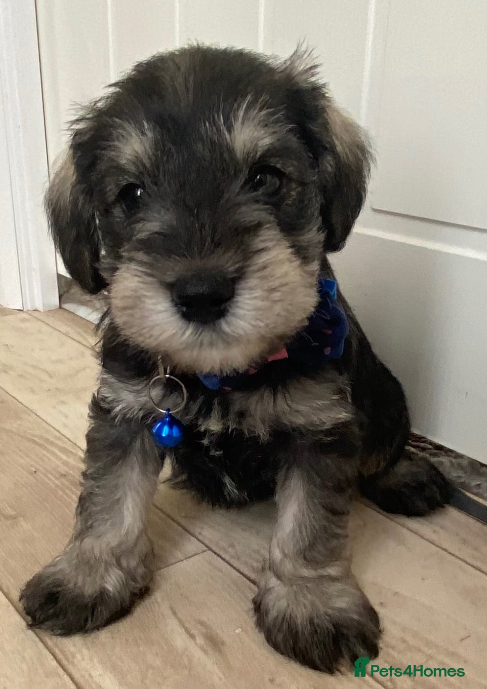 Miniature Schnauzer dogs Adorable KC Reg Mini Schnauzer Pups - Advert 13