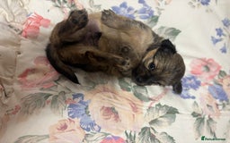 Chihuahua dogs for sale: Long hair Chihuahua boy  - Image 10