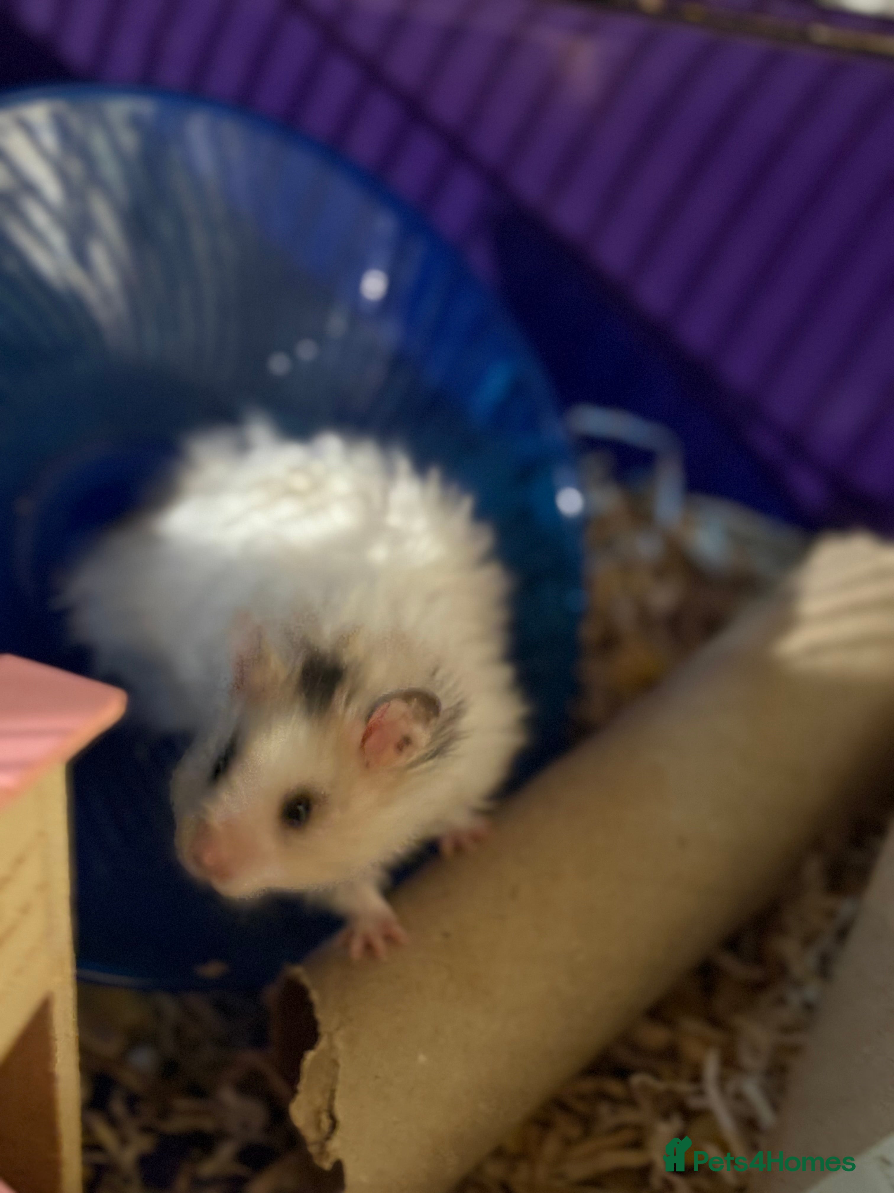 Hamster rodents Baby hamsters for sale - Last male left - Advert 22