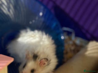Hamster rodents Baby hamsters for sale - Last male left - Advert 22