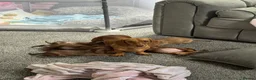 Miniature Dachshund dogs for sale: Beautiful Miniature Dachshound Puppies  in Gillingham - Advert 3