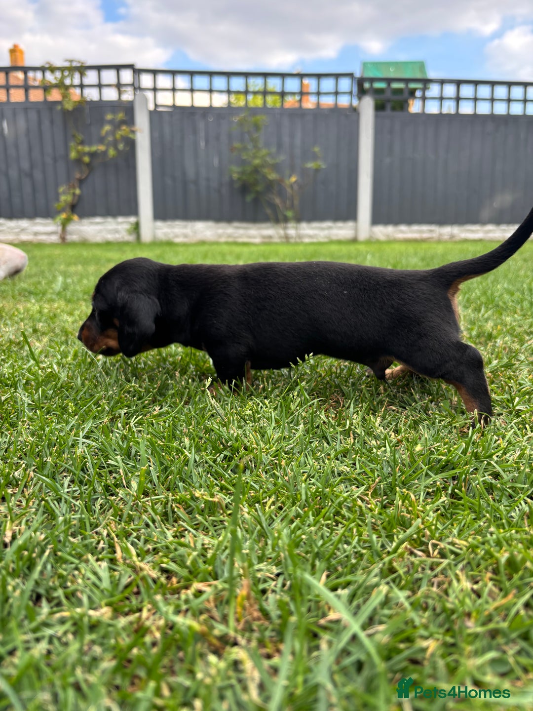 Miniature Dachshund dogs for sale: Miniature Smooth-Haired Dachshunds  - Image 13