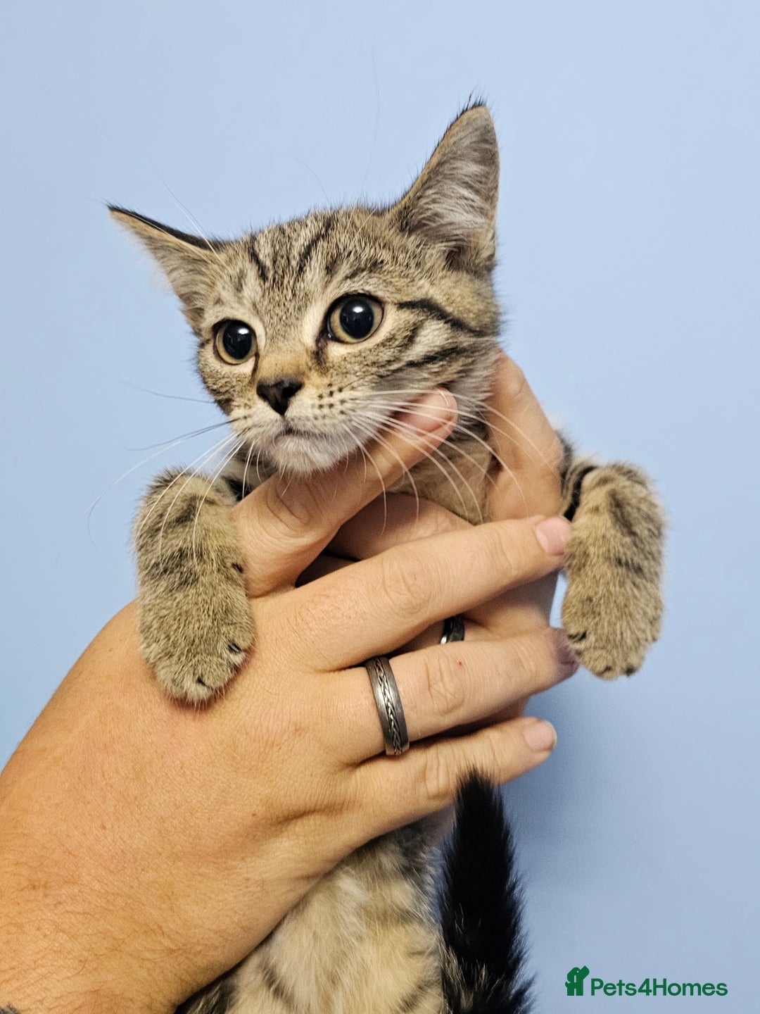 British Shorthair cats for sale: British short-hair kittens  - Image 6
