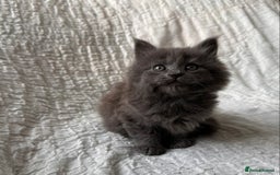 Maine Coon cats for sale: GORGEOUS MAINE COON KITTENS - Image 24