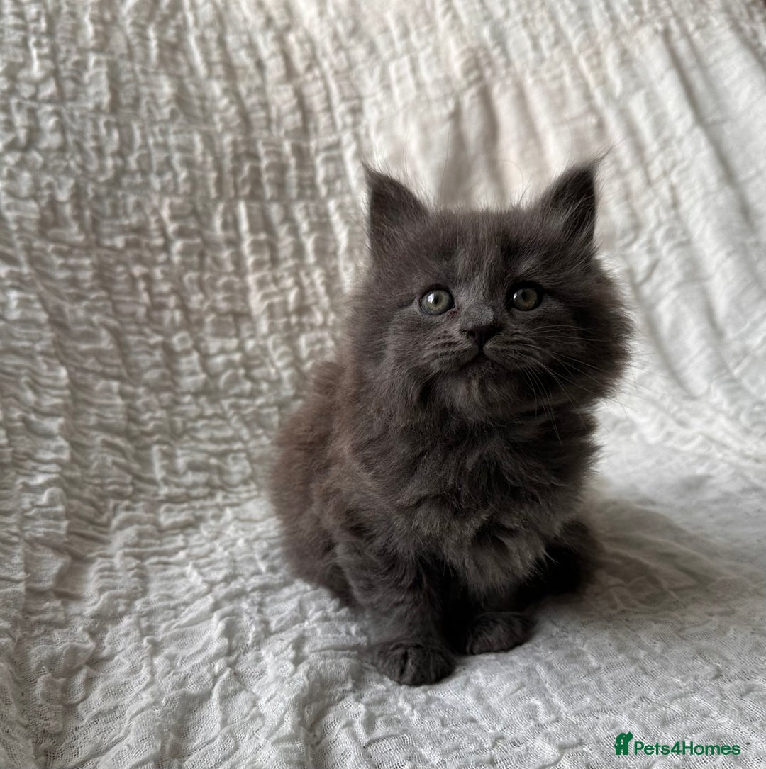 Maine Coon cats for sale: GORGEOUS MAINE COON KITTENS - Image 24