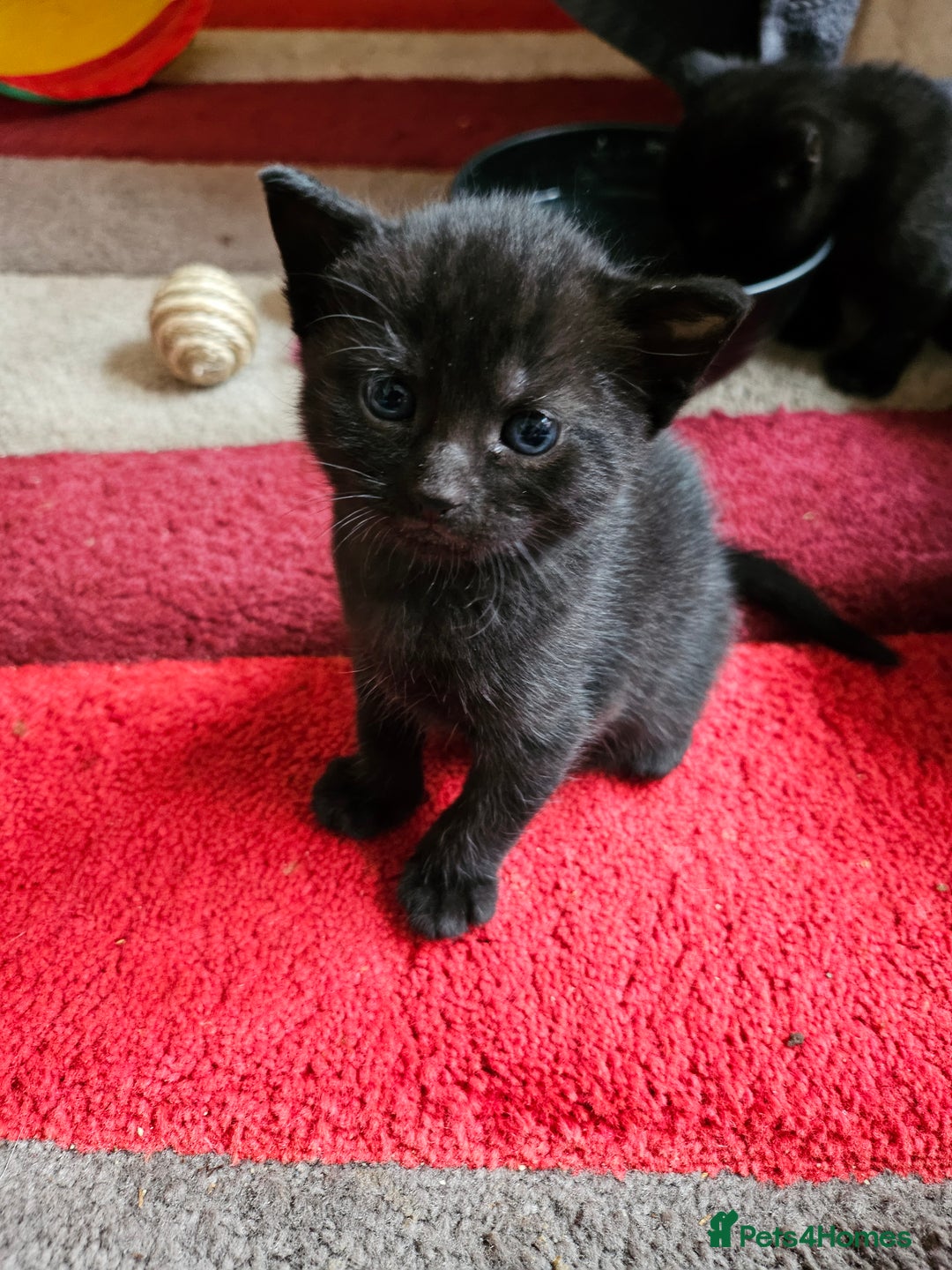 Mixed Breed cats for sale: Black/grey kittens  - Advert 5