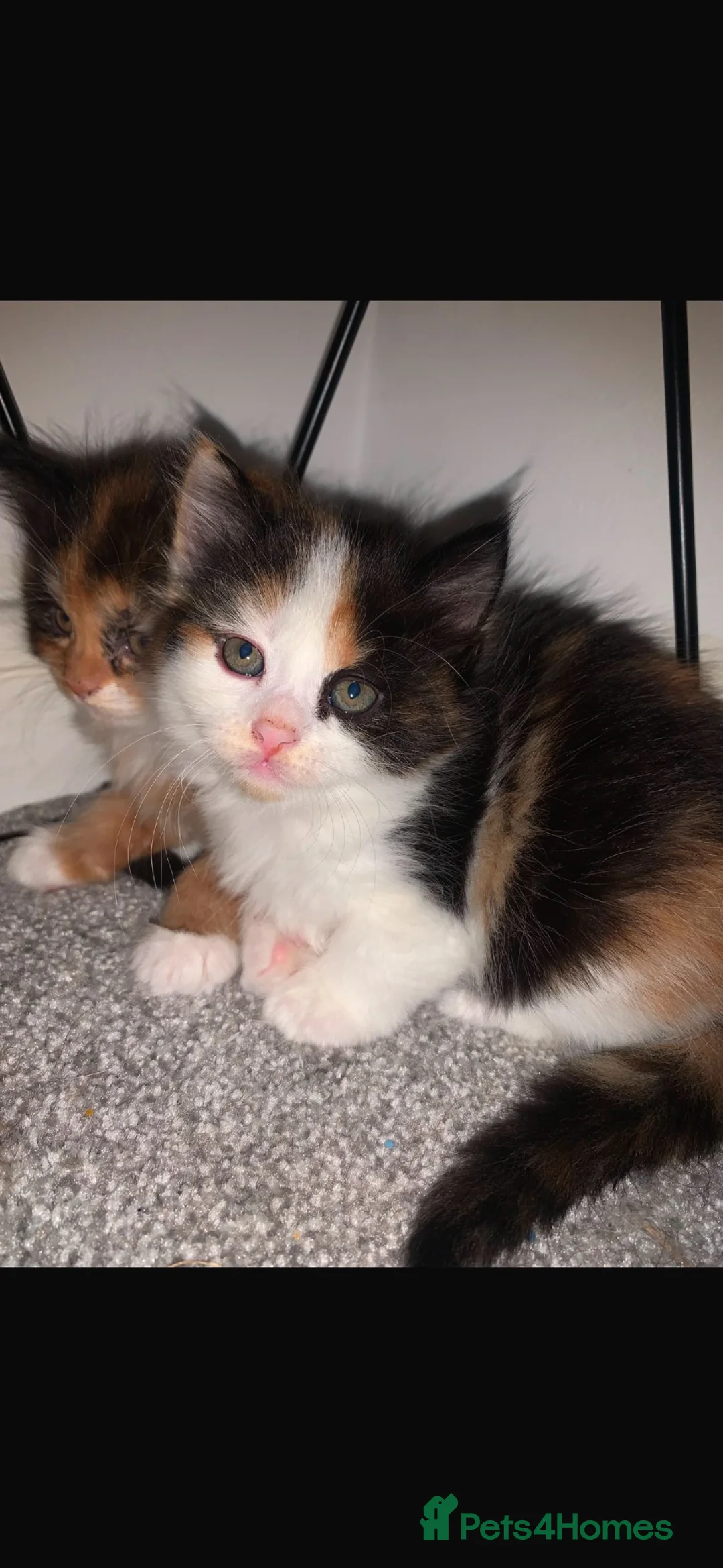 Mixed Breed cats for sale: 3 beautiful kittens left - Advert 1