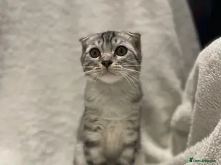 Scottish Fold cats Scottish fold girl - Advert 1