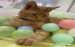 Mixed Breed cats for sale: Male and female neutered cat  - Image 2