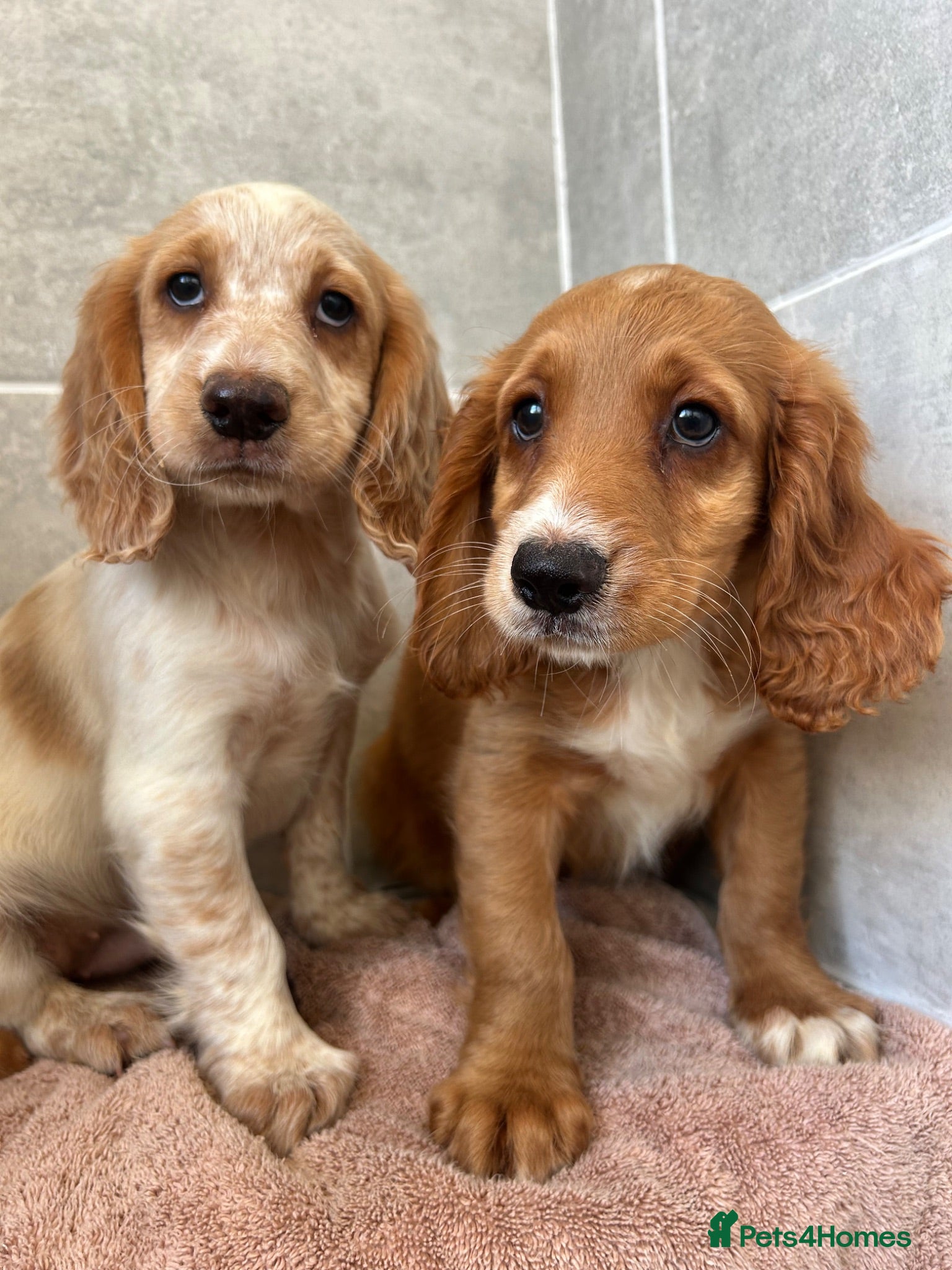 Cocker Spaniel dogs Cocker spaniel puppies  - Advert 1