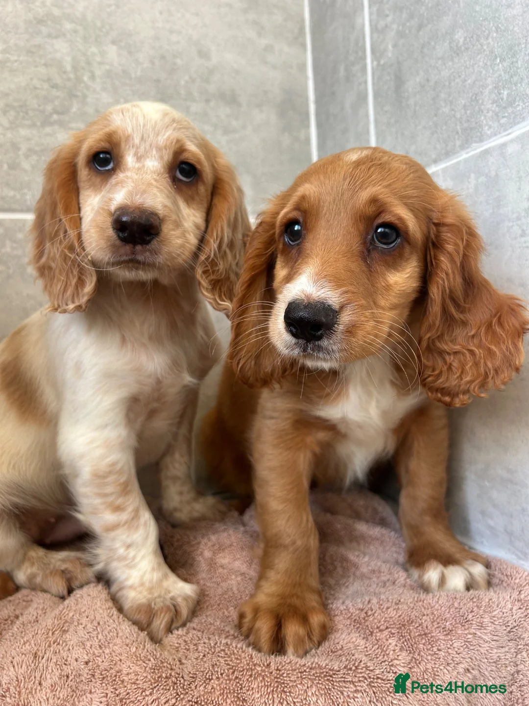 Cocker Spaniel dogs for sale: Cocker spaniel puppies  in Poole - Advert 1