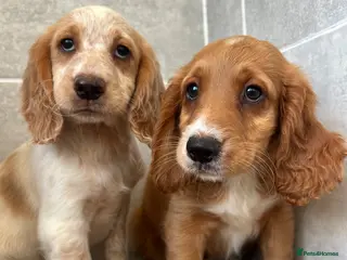 Cocker Spaniel dogs Cocker spaniel puppies - Advert 3