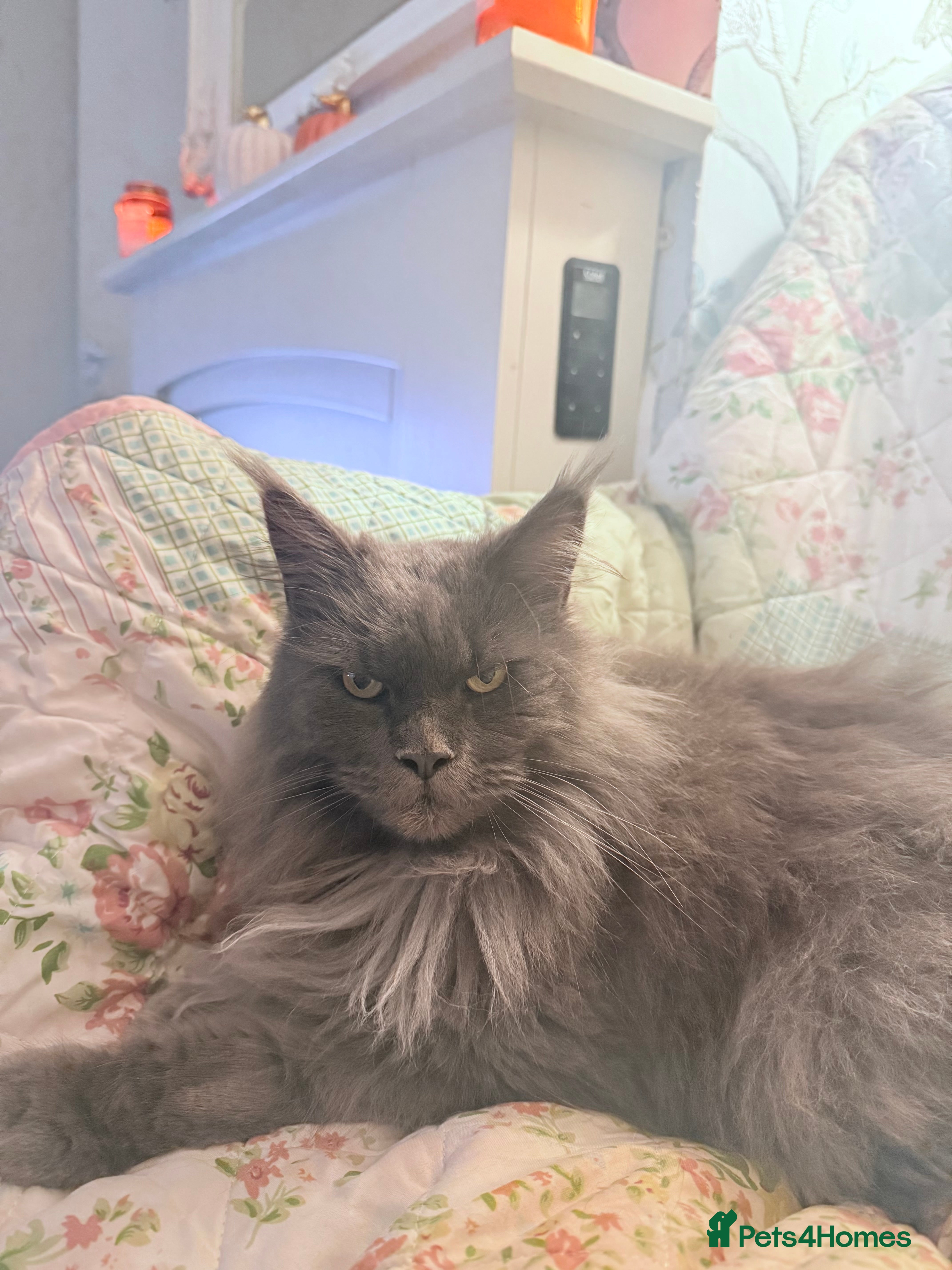 Maine Coon cats Male Maine Coon.  - Advert 16