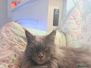 Maine Coon cats Male Maine Coon. - Advert 2