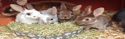 Rex rabbits for sale: Mini Rex Does - Advert 21
