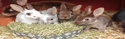 Rex rabbits for sale: Mini Rex Does - Advert 19