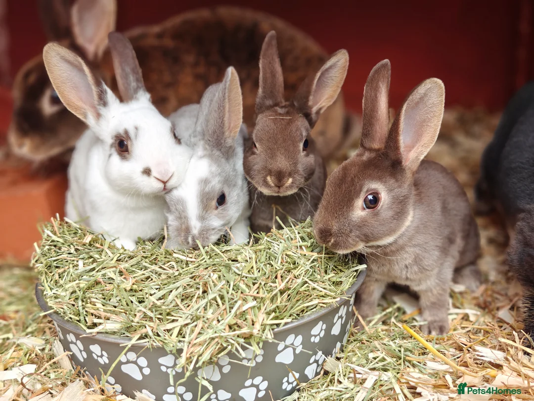 Rex rabbits for sale: Mini Rex Does - Advert 19