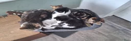 British Shorthair cats for sale: Two Tuxedo Males & 2 tabby females  - Advert 13