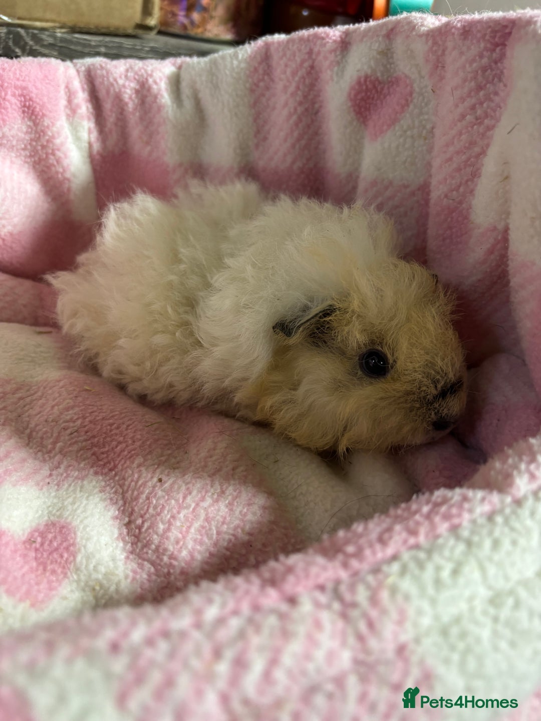 Guinea Pig rodents for sale: Alpaca sow  - Image 6