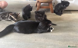 Mixed Breed cats for sale: Kittens for sale  - Image 6