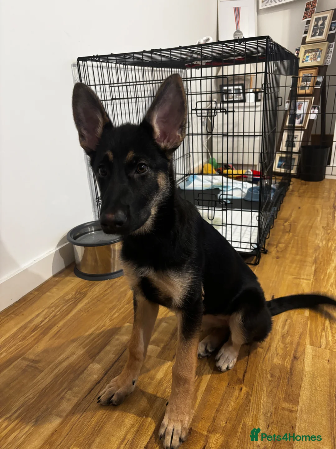German Shepherd dogs for sale: Trained German Shepherd Female Puppy – Smart - Advert 2