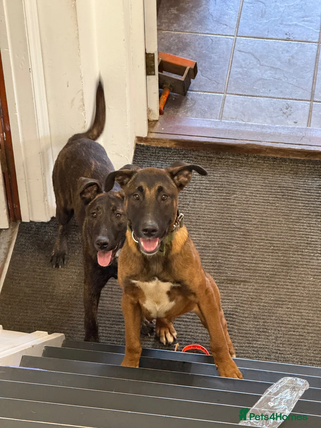 Belgian Shepherd Dog dogs for sale: Turbo & Deisel  in Hitchin - Advert 1