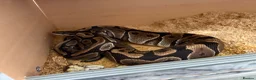 Python Snake reptiles for sale: 2 bull pythons for sale boy and girl - Advert 1