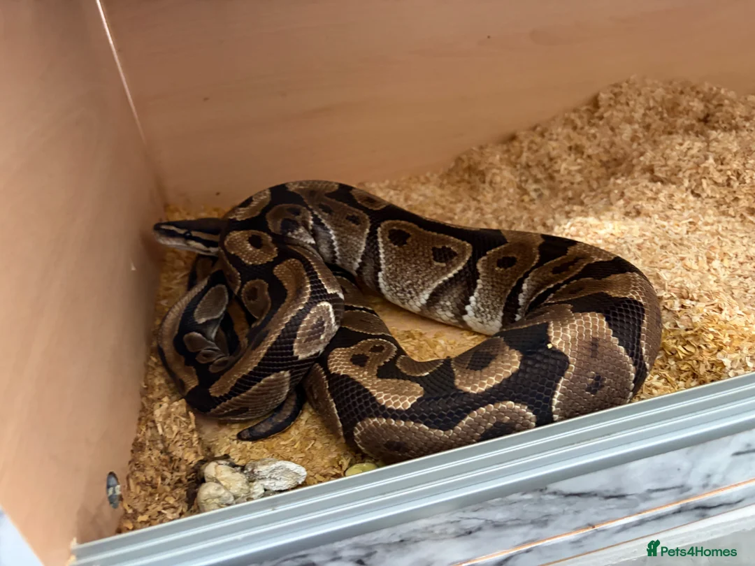 Python Snake reptiles for sale: 2 bull pythons for sale boy and girl - Advert 1