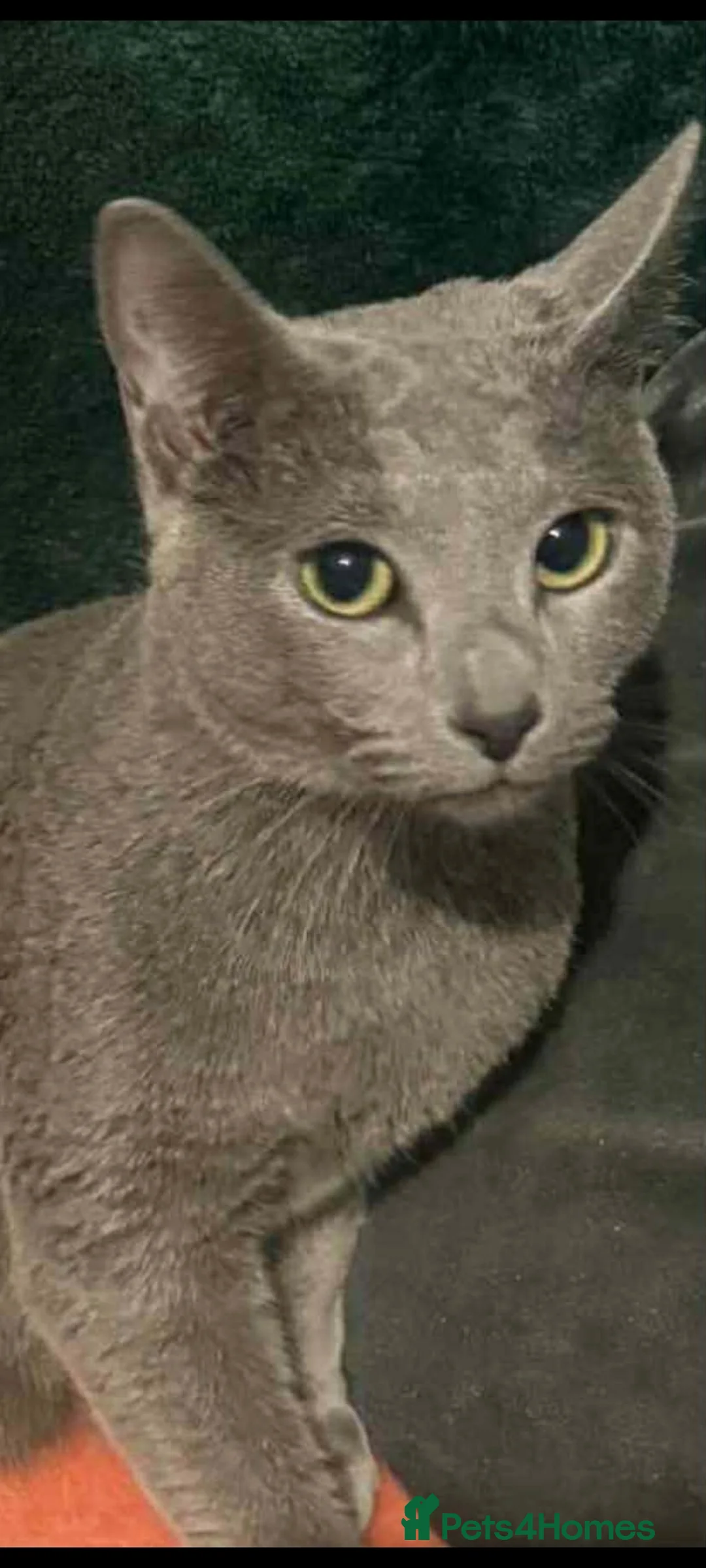 Russian Blue cats for stud: Blue Russian boy for stud active - Advert 2