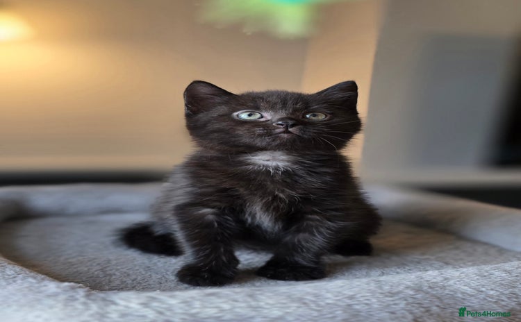 Mixed Breed cats - Advert 1
