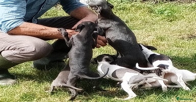 Italian Greyhound dogs - Advert 10