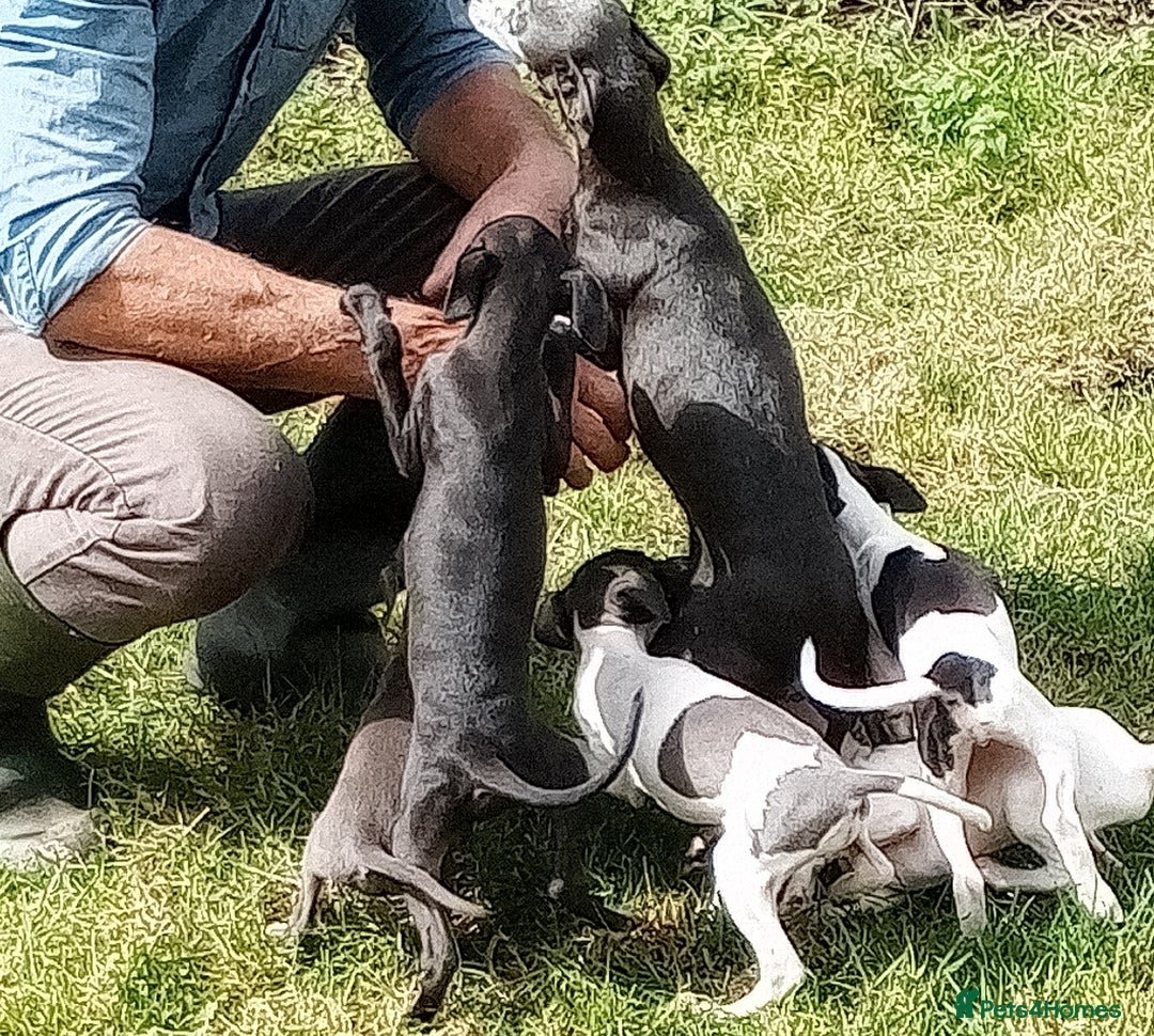 Italian Greyhound dogs for sale: Italian greyhound  - Image 2