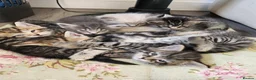 Mixed Breed cats for sale: Kittens for sale - Advert 5