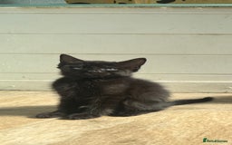 Mixed Breed cats for sale: 2 female kittens left  - Image 2