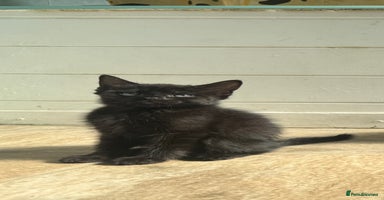 Mixed Breed cats - Advert 6