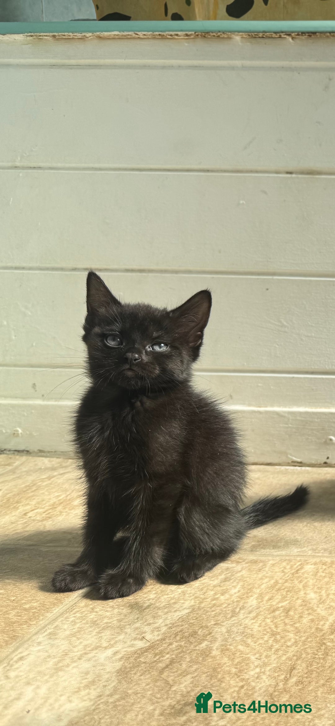 Mixed Breed cats for sale: 2 female kittens left  - Image 2