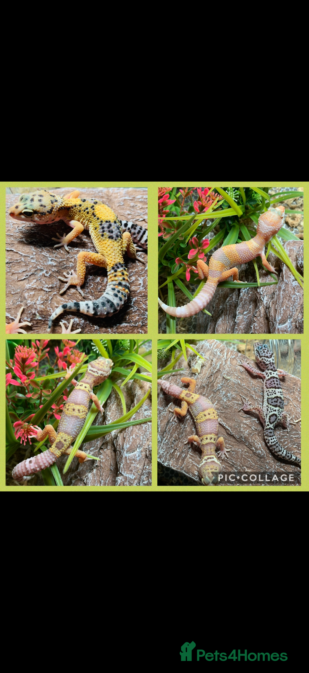 Gecko reptiles for sale: Geckos for sale STUNNING BABIES Leopard and AFT - Image 2
