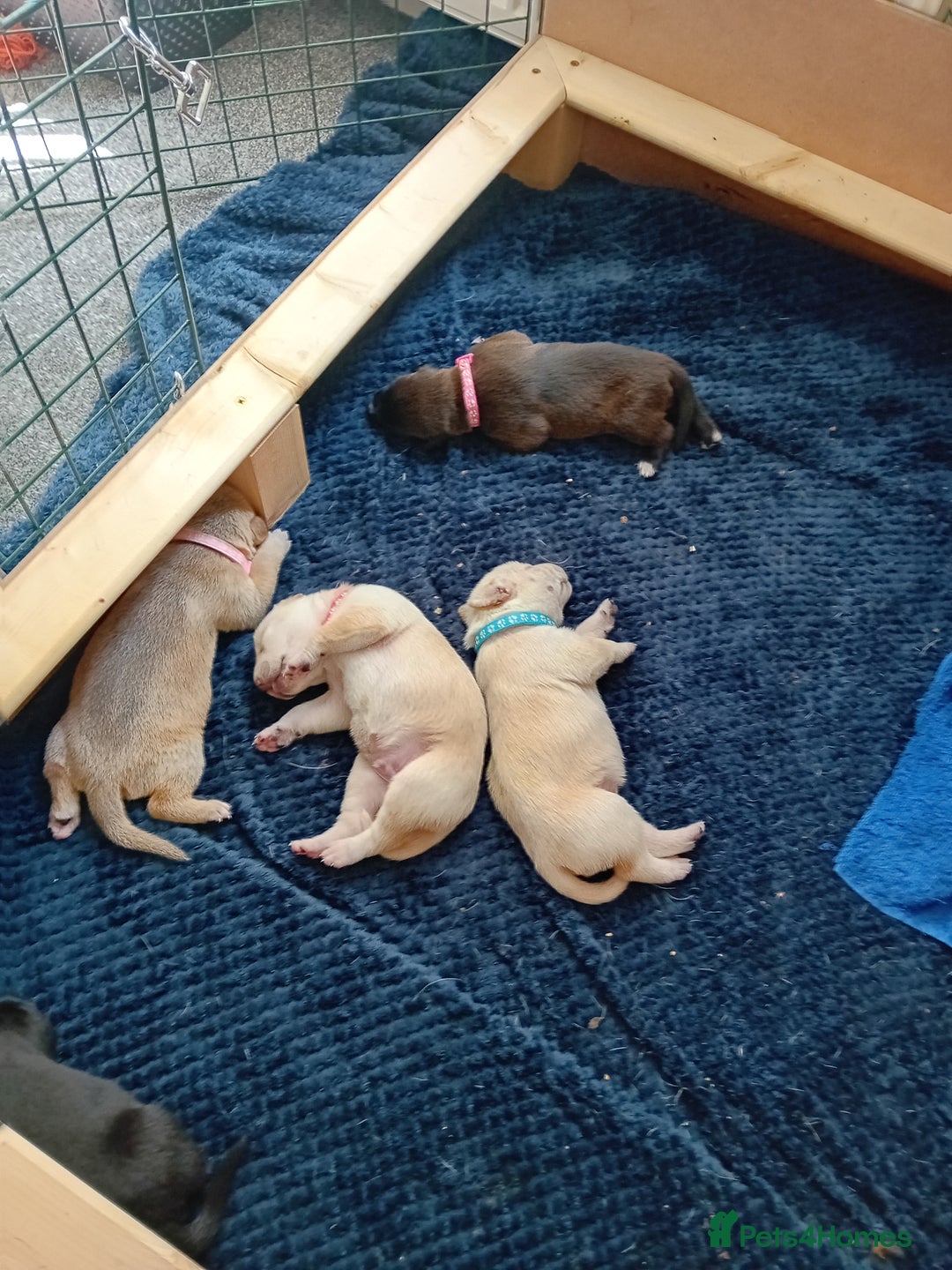 Mixed Breed dogs for sale: Gorgeous pups for sale - Image 25