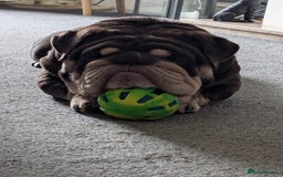 English Bulldog dogs for stud: GLEN COCO for stud in Birmingham - Image 12