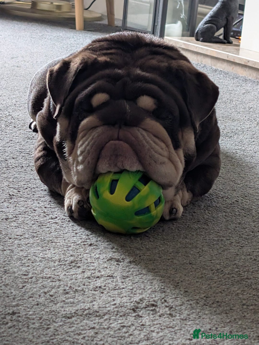 English Bulldog dogs for stud: GLEN COCO for stud in Birmingham - Image 12