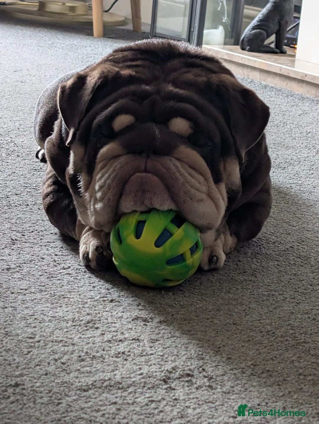 English Bulldog dogs for stud: GLEN COCO for stud in Birmingham - Advert 12